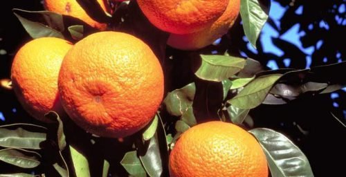Апельсины с толстой кожурой менее вкусные