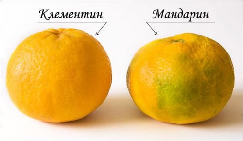 Клементин – скрещенный апельсин с мандарином