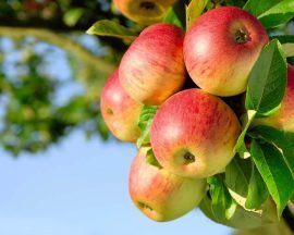 Лучшие сорта яблок (летние, зимние, осенние) для Подмосковья и средней полосы России