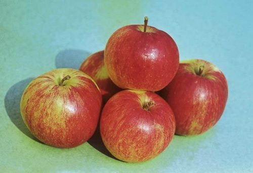 Сорт яблок Мичуринская бессемянная