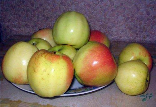 Сорт яблок Сергиана