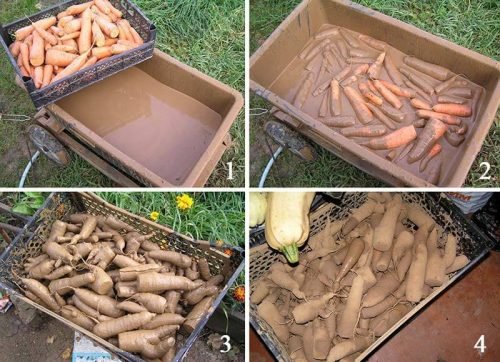 Хранение моркови в глине