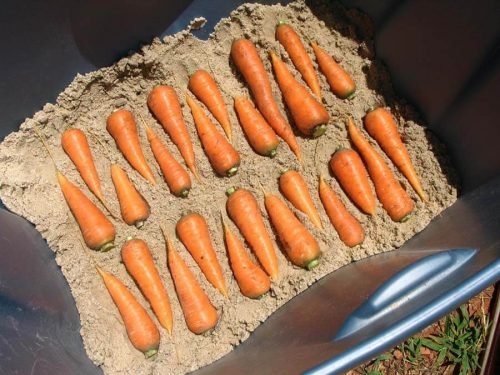 Хранение моркови в песке