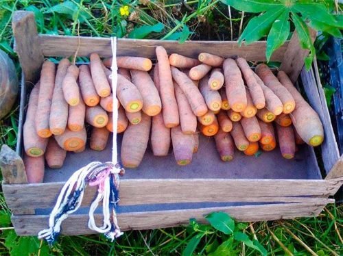 Хранение моркови в деревянном ящике