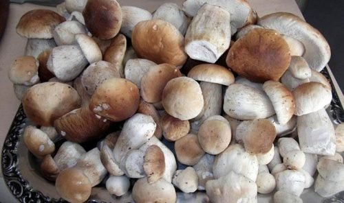 Хранение свежих грибов