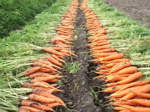 Просушка моркови